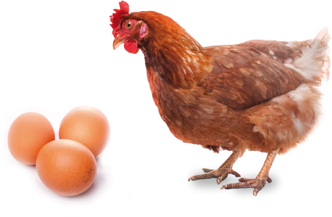 "Le anatre depongono le uova in silenzio. Le galline invece schiamazzano impazzite. Quale è la conseguenza? Tutto il mondo mangia uova di gallina." - Henry Ford